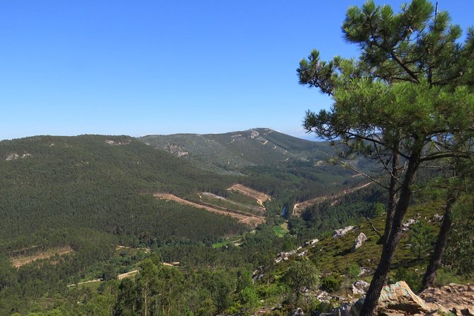 Half-day Hike & Picnic with Dog Love in Porto's Mountains - A half-day reset in the Serras do Porto Park hills
