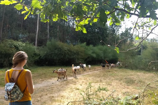 Half-day Hike & Picnic with Dog Love in Porto's Mountains - Practical tips so your day goes smoothly