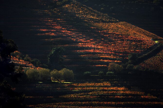 Lunch and Wine Tasting in the Douro Valley Region - Why This Douro Day Feels Different From a Standard Tasting