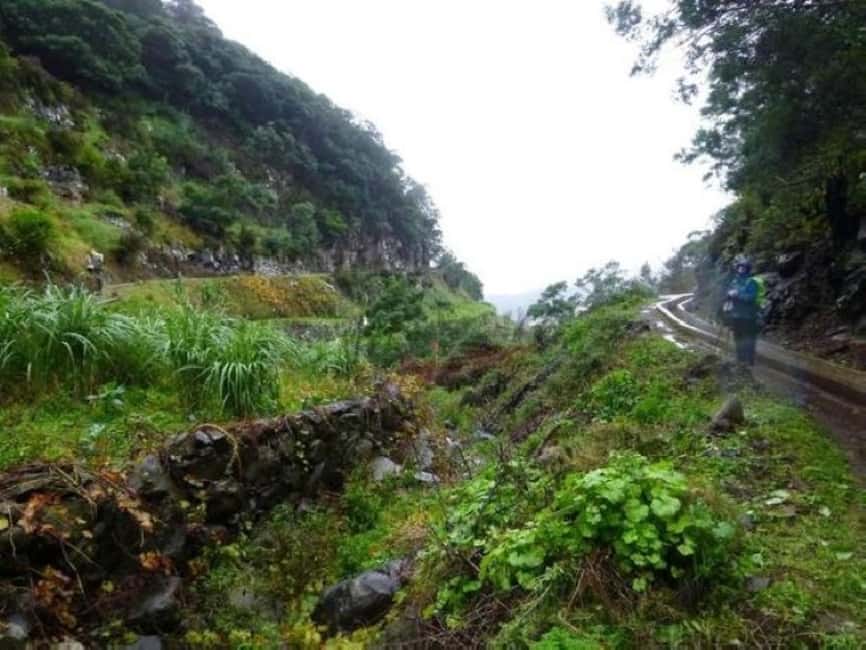 Madeira: Levada Referta – Castelejo Guided Walk - Price and value: where the $47 really goes