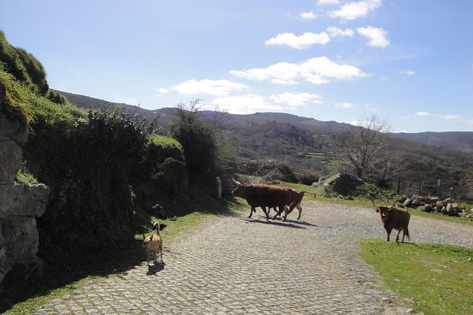 Peneda-Gerês National Park - A Time Travel Through The Mountains - - Roman Footprints in the Amarela Mountains