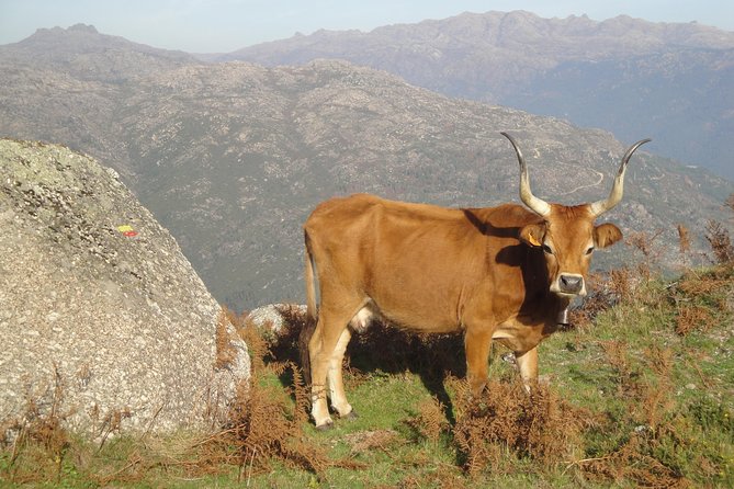 Peneda-Gerês National Park - Nature & Tastings - - Sunset tasting at a local producer: how to end with flavor