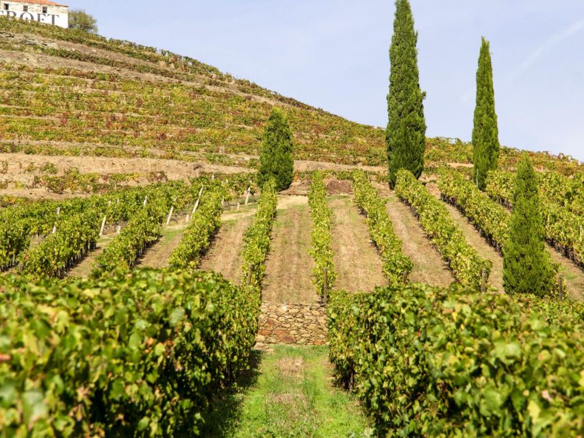Porto: 3 Wine Regions & Farm Lunch with Views Small-Group - Why the Douro day feels personal in a max-8 group