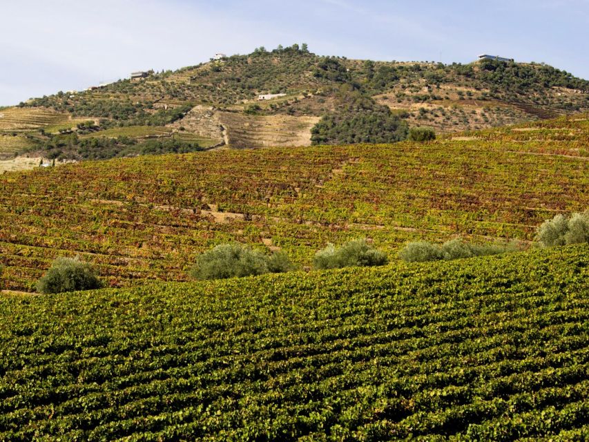Porto: 3 Wine Regions & Farm Lunch with Views Small-Group - Second winery and estate goods: Port, table wine, honey, and olive oil