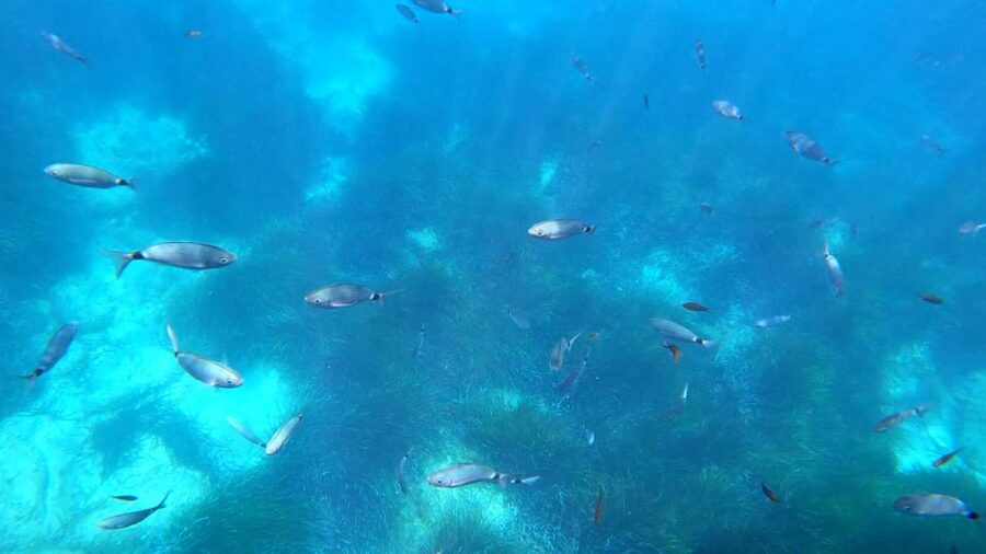 Porto : Discovery of the marine fauna and flora/Bay of Porto - FAQ