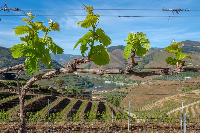Porto: Douro Valley, 2 Wine Regions, Sommelier, Boat Trip & Lunch - Pinhão lunch: fish, meat, vegetarian, vegan, plus DOC Douro pairing
