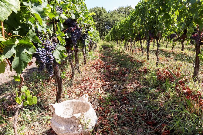 Porto: Douro Valley, 2 Wine Regions, Sommelier, Boat Trip & Lunch - Sabrosa winery: DOC wines, Port production, and aged tastings with a twist