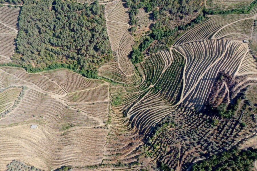 Porto: Douro Valley Tour w/ 3 Tastings, Lunch, & Opt. Cruise - The tasting road trip: almonds, bread, honey, and wines in layers