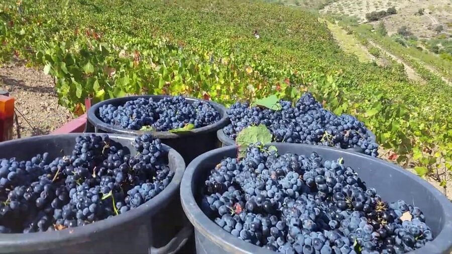 Porto: Douro Valley Tour with 2 Wineries, Lunch and Cruise - Second winery in Sabrosa: guided tour plus more tasting