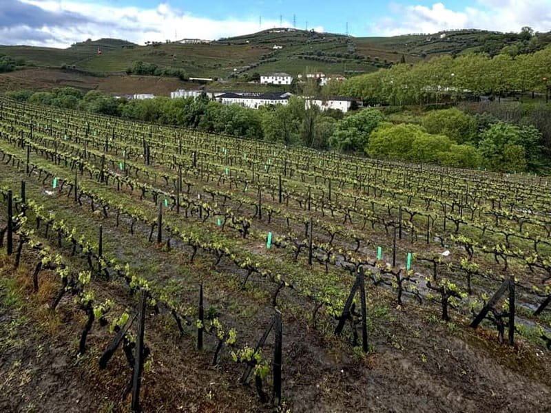 Porto: Douro Valley Tour with 3 Wineries and Lunch - Sabrosa: lunch, guided vineyard time, and Port culture