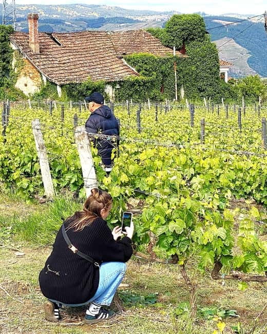Porto: Douro Valley Tour with 3 Wineries and Lunch - Three wineries and what you’re tasting (Port, table wines, and more)