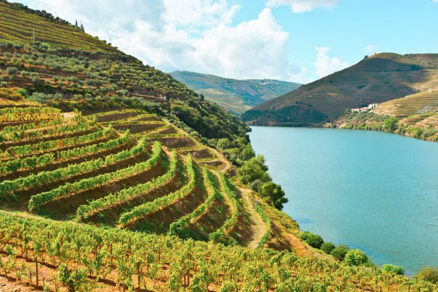 Porto: Douro Valley Tour with Wine Tasting, Cruise and Lunch - Stop 2: second winery tastings (and why comparison is the real value)