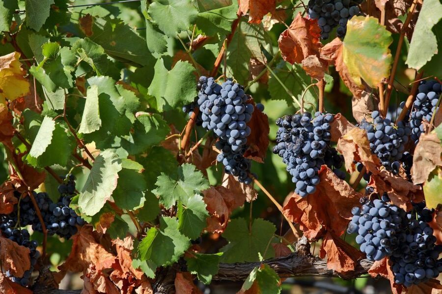 Porto: Douro Valley Wine Tour - Timing and pacing: what a 10-hour day really feels like