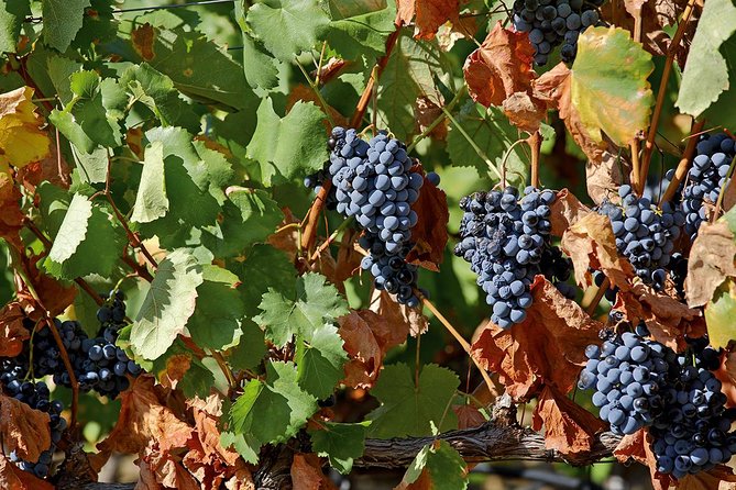 Porto: Douro Valley Wine Tour Including Lunch - Winery Stop 1 in the Douro: Tour the Estate, Then Taste With a Story