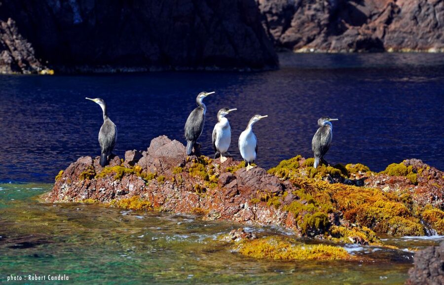 Porto: Half-Day Cruise Scandola Reserve & Calanche de Piana - Key things that make this cruise worth your time