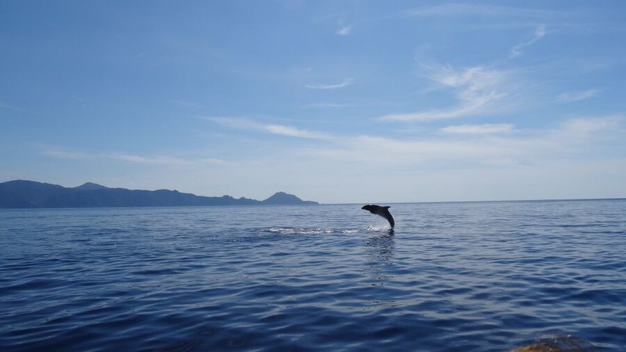 Porto: Half-Day Cruise Scandola Reserve & Calanche de Piana - Scandola Nature Reserve: Clear Water, Protected Plants, and Bird Spotting