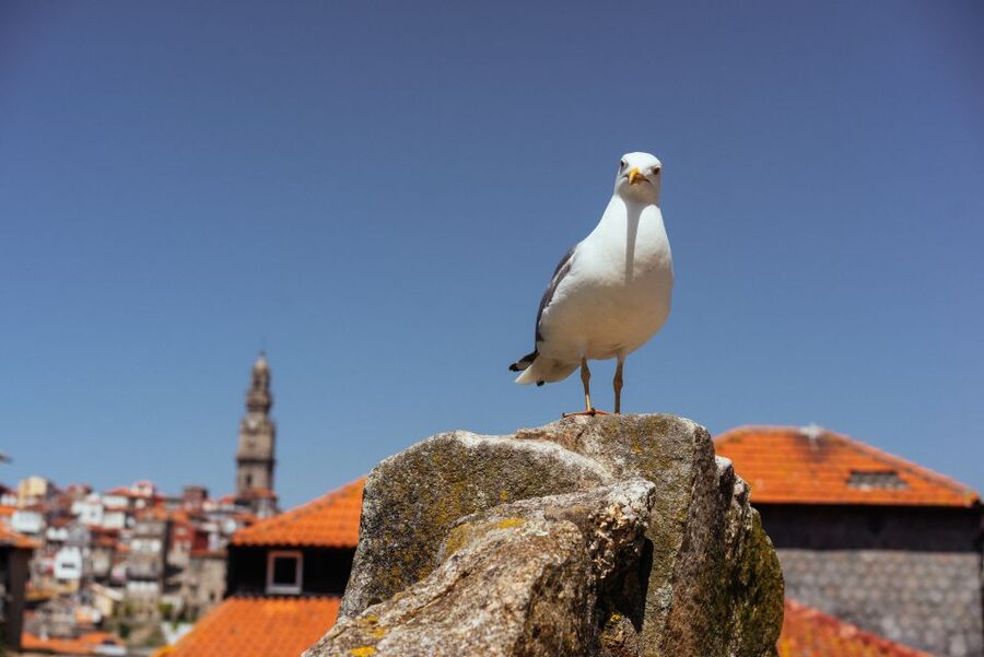 Porto: Harry Potter’s Inspiration Tour - The café where Harry Potter was written: why this stop hits