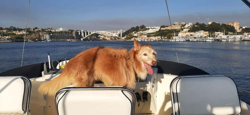 Porto: Private Yacht Tour on Douro River - up to 12 people - Porto and Gaia from the water: what you start noticing