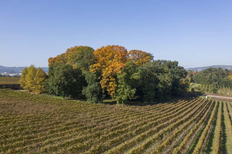 Porto: Qta da Aveleda Enchanted Gardens & Green Wine - The Wine Tasting: 3 Green Wines and the Loureiro-Alvarinho Pairing