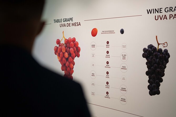 Porto: Wine Experience Museum with 3 Wine Tastings - Practical tips for a smooth tasting day