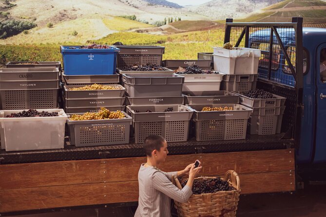 Porto: Wine Experience Museum with 3 Wine Tastings - The 90-minute flow: how the visit is paced