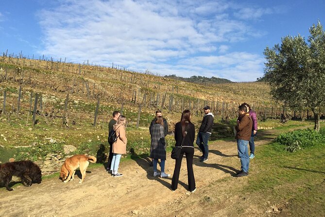 Premium Douro Valley Small-Group Tour, Wine Tasting, Lunch & Boat - Quinta do Panascal: where the Port tastings start