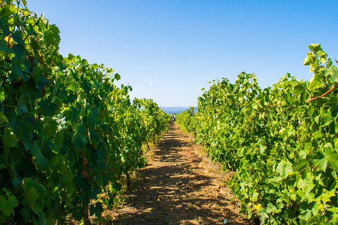 Premium Private Douro Tour: 3 Wineries with Tastings & Lunch - Morning in Porto: pickup, comfort, and getting the day right