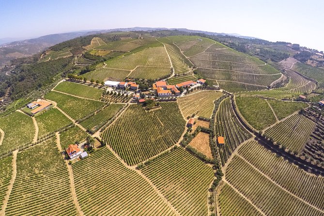 Premium Private Douro Tour: 3 Wineries with Tastings & Lunch - Guides and the human side: why family estates feel different