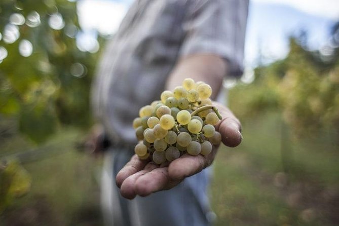 Premium Private Vinho Verde Tour:3 Wineries with Tastings & Lunch - Key highlights worth prioritizing