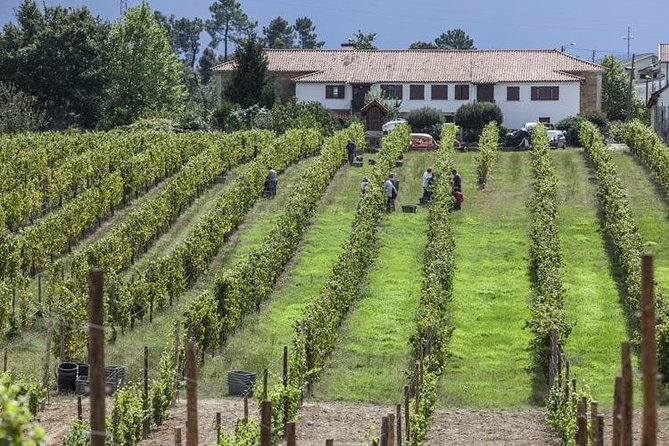 Premium Private Vinho Verde Tour:3 Wineries with Tastings & Lunch - Porto pickup and the pace of a 10-hour day