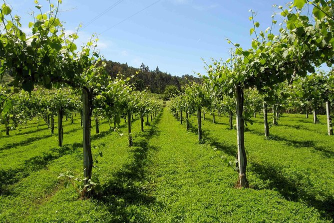 Premium Private Vinho Verde Tour:3 Wineries with Tastings & Lunch - Stop 1: The Vinho Verde Route and the 1908 demarcation story