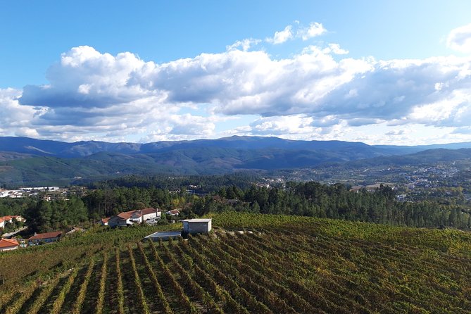 Premium Tasting | Quinta de Santa Cristina Vinho Verde - Vineyards around the winery: the grapes you can actually see