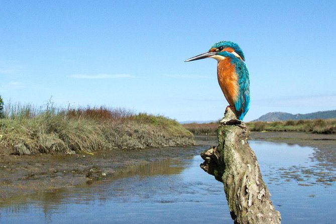 Private Birdwatching from Porto - Key highlights worth your attention