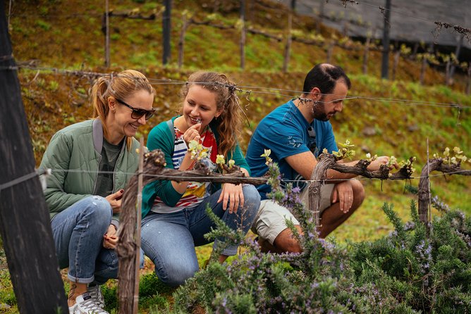 PRIVATE Day Trip Through Enchanting Douro Valley by Car & Boat - Porto to Pinhão: the drive that sets the tone