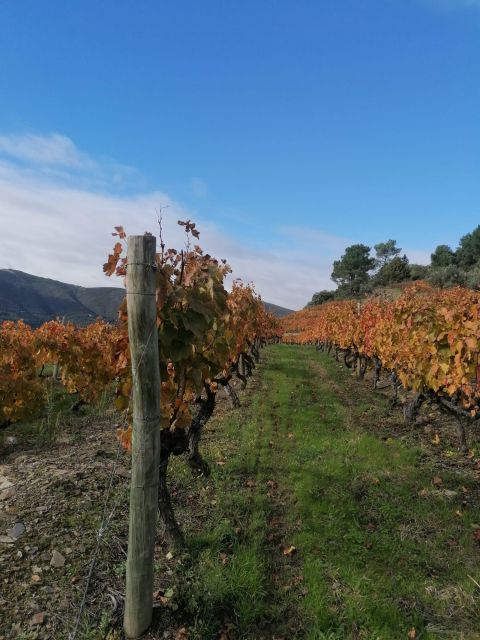 Private Douro Valley 4WD Tour with Wine Tasting and Picnic - São Leonardo de Galafura Picnic: Lunch With a View (and Some Reality Checks)