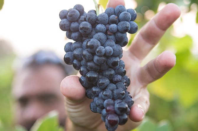 Private Douro Valley - Senses Experiences - Dining options: local cuisine, but only if you lock in a plan