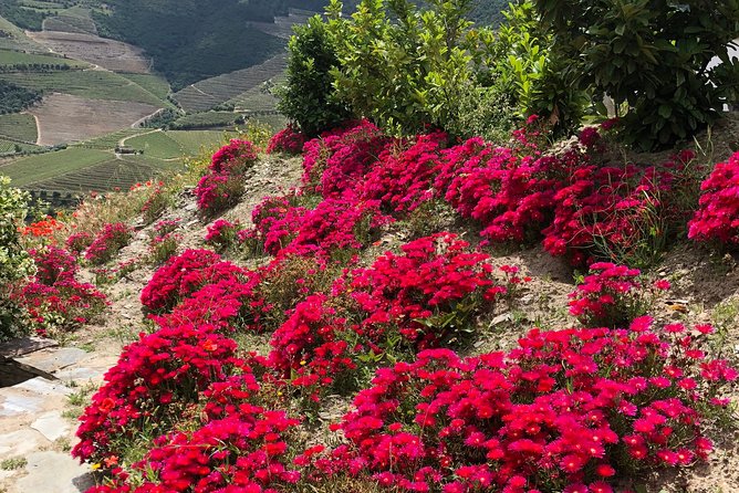 Private Douro Valley Tour Includes Wine Tasting and Boat Tour - Passing the Fernão de Magalhães Birthplace Area