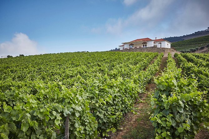 Private Douro Valley visit to three vineyards with Lunch from Porto - Lunch At Sabrosa: Four Courses, Wine Pairings, And Then The Cellar
