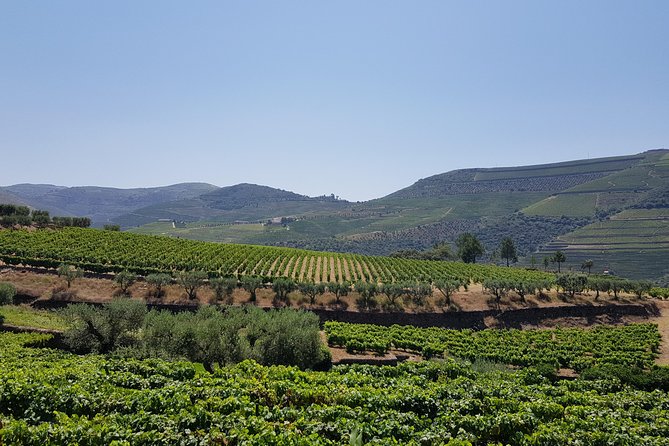 Private Douro Valley visit to three vineyards with Lunch from Porto - Price And Value: Is $342.40 A Person Worth It?