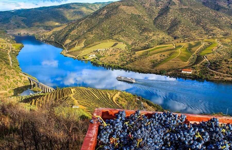 Private Tour: Douro Valley Wine and Food From Porto - Lunch Time in the Douro: What You Should Know Before You Go