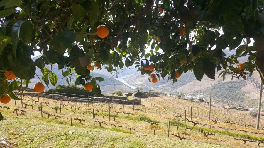 Private Tour: Douro Valley Wine and Food From Porto - Comfort and Timing: How the 6 to 9 Hours Actually Feel