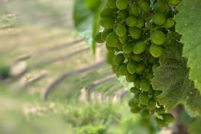Private Tour From Porto To Douro Valley With River Boat Ride - Casal de Loivos: village views plus olive oil and DOC wine