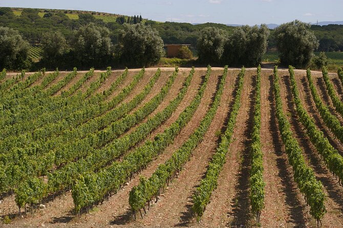 Private Tour to Aveiro, to the Sparkling Wine Cellars and Piglet Tasting - Key highlights to look forward to