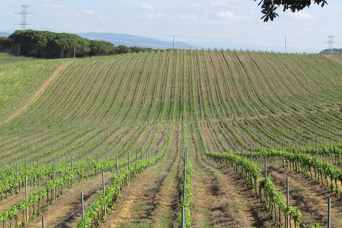 Private Tour to Aveiro, to the Sparkling Wine Cellars and Piglet Tasting - Porto to Aveiro: a private day trip that doesn’t feel rushed