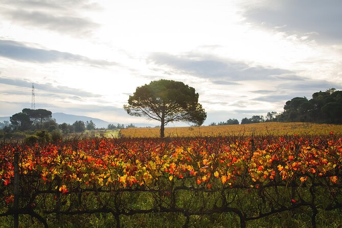 Private Tour to Aveiro, to the Sparkling Wine Cellars and Piglet Tasting - Marinha da Noeirinha salt pans: production you can time to the season