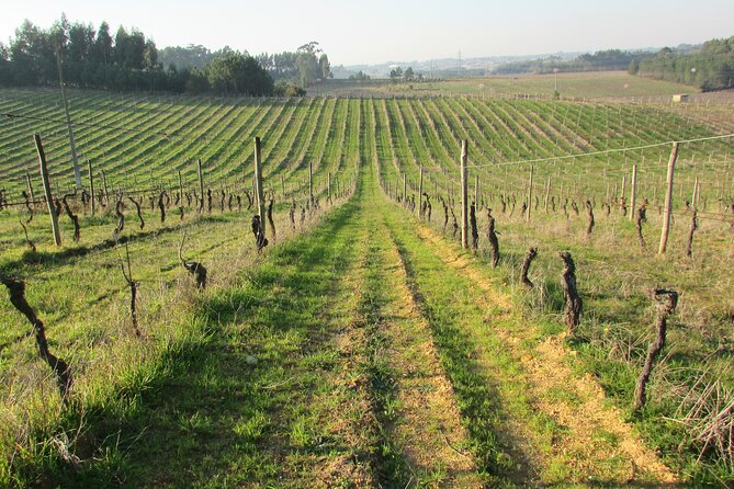 Private Tour to Aveiro, to the Sparkling Wine Cellars and Piglet Tasting - Ria de Aveiro and the moliceiro canals: optional boat time, big payoff