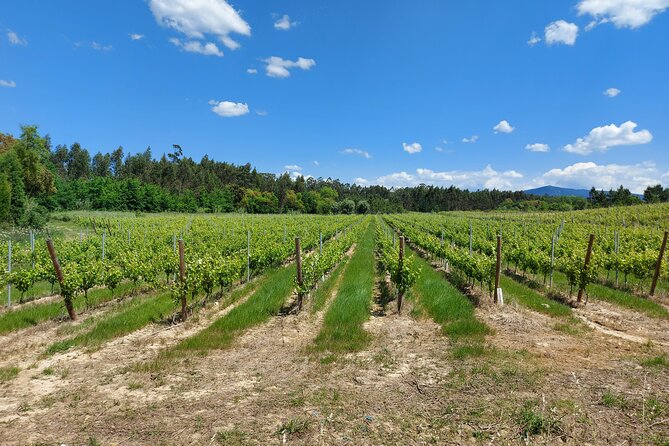 Private Tour to Aveiro, to the Sparkling Wine Cellars and Piglet Tasting - Alliance Underground Museum: barrels, art, and an old cellar vibe