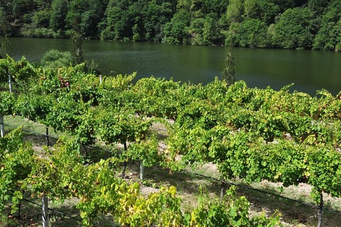 Private tour to Ponte de Lima, Vinho Verde region - Wine Verde without the tourist fog: Centro de Interpretação e Promoção do Vinho Verde