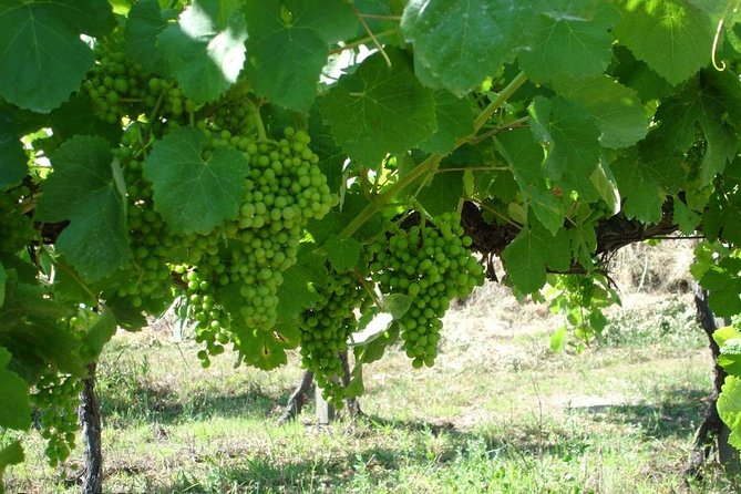 Private tour to Ponte de Lima, Vinho Verde region - Price and what you really get for $211.84