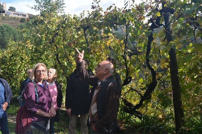 Private Vinho Verde Region Wine Tour from Porto Including Lunch - Key highlights that make this tour worth it